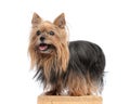 side view of happy little yorkshire terrier dog panting with tongue exposed Royalty Free Stock Photo