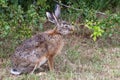 Side view of a hare eating leafs from a twig