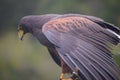 Harris Hawk ambassador at birds of prey center. Royalty Free Stock Photo