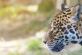 Side view of the head of American jaguar closeup