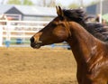 Side view of the head of a brown horse with black mane at the Bucking Horse sale in Miles City Montana Royalty Free Stock Photo