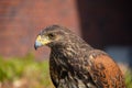Side view from head of a buzzard Royalty Free Stock Photo