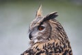 Eagle owl