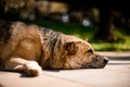 side view on the head of dog that lies in the park Royalty Free Stock Photo