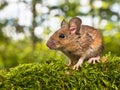 Side View of the Head of a Field Mouse (Apodemus sylvaticus) Royalty Free Stock Photo