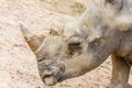 Side view of the head of a large white rhino Royalty Free Stock Photo