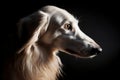 Side view of head of long haired white Saluki dog. Generative AI