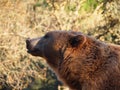 Side view of the head and neck of a huge brown bear. Royalty Free Stock Photo
