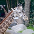 Giraffe spotted neck head side view Los Angles zoo California