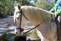 Side view of the head and neck of a white horse Royalty Free Stock Photo