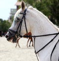 Side view head shot of a dressage horse