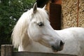 Side view head shot of a gray pony horse Royalty Free Stock Photo