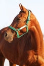 Side view head shot of a young chestnut horse Royalty Free Stock Photo