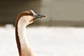 Side view of head of Swan goose bird