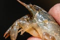 Side view of the head and thorax of a Crayfish