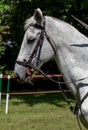 Side view headshot of a fleabitten grey horse Royalty Free Stock Photo