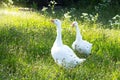 Side view A Healthy couple of white goose standing on green grass, A beautiful of two goose finding food and walking around on gra Royalty Free Stock Photo