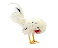 Healthy Rooster. Royalty Free Stock Photo