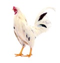 Healthy Rooster. Royalty Free Stock Photo