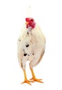 Healthy Rooster. Royalty Free Stock Photo