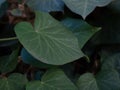 Side view of Hedera helix leaf Royalty Free Stock Photo