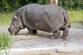 The hippotamus is eating hay Royalty Free Stock Photo