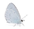 Side view of a Holly Blue landed on the ground