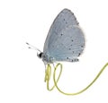 Side view of a Holly Blue landed on a plant stalk