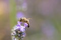 Side view of Honey bee is pollinating violet lavender closeup