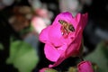 Side view of a honeybee inside a rose