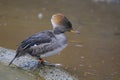 Hooded merganser, lophodytes cucullatus - female Royalty Free Stock Photo