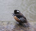 Hooded merganser, lophodytes cucullatus - male