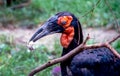 Side view of a hornbill bird with a mouse Royalty Free Stock Photo