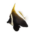 Side view of an Horned Bannerfish, Heniochus varius Royalty Free Stock Photo