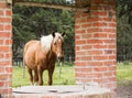 side view of a horse at his lunch break, walking in a farm Royalty Free Stock Photo