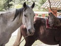 side view of a horse at his lunch break, walking in a farm Royalty Free Stock Photo