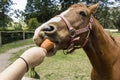 side view of a horse at his lunch break, walking in a farm Royalty Free Stock Photo