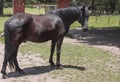 side view of a horse at his lunch break, walking in a farm Royalty Free Stock Photo