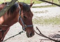side view of a horse at his lunch break, walking in a farm Royalty Free Stock Photo