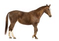 Side view of a Horse walking Royalty Free Stock Photo