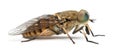 Side view of a Horsefly, Tabanus, isolated