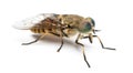 Side view of a Horsefly, Tabanus, isolated Royalty Free Stock Photo