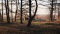 Side view of horsewoman galloping during horseride in the wood slow motion