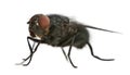 Side view of Housefly, Musca domestica
