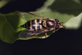 Side view of a hover fly (Syrphidae) resting on a green leaf.