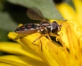 Side view of a Hover Fly (Syrphidae sp) licking pollen off a dandelion flower.