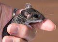 A hand holding a small gray field mouse, Peromuscus maniculatus.