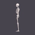 Side view of human skeleton with realistic bones, ribs and skull. Drawing of body structure profile. Lateral x-ray person`s scan.