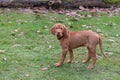 side view of a Hungarian Wirehaired Vizsla puppy