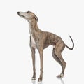 side view of hunting dog looking up side and standing Royalty Free Stock Photo